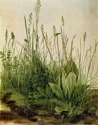 Het Grote Stuk Gras, 1503